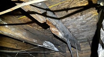 Rotting Wood Crawl Space