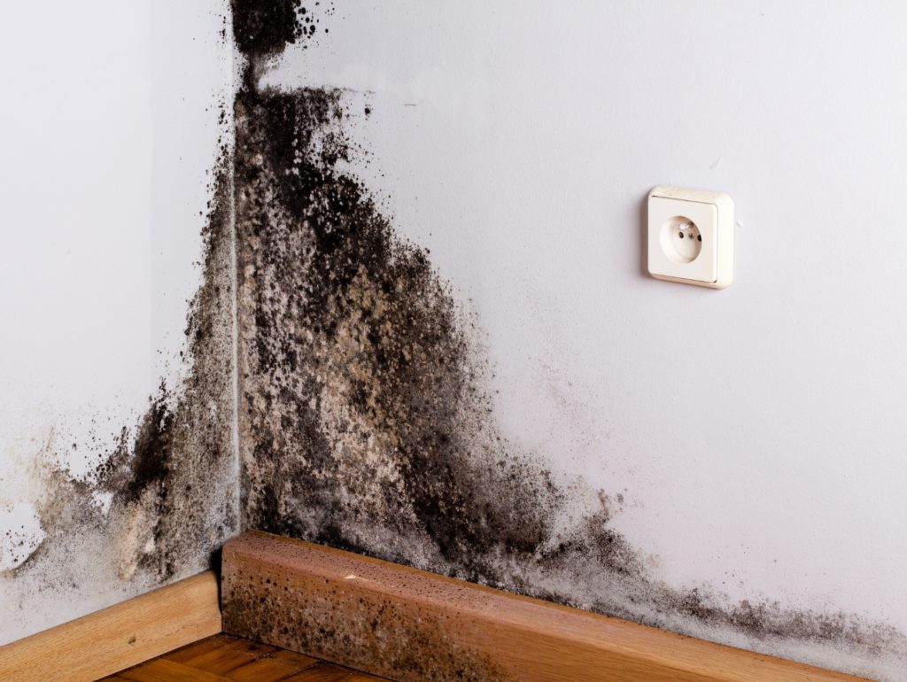 Mold Growth