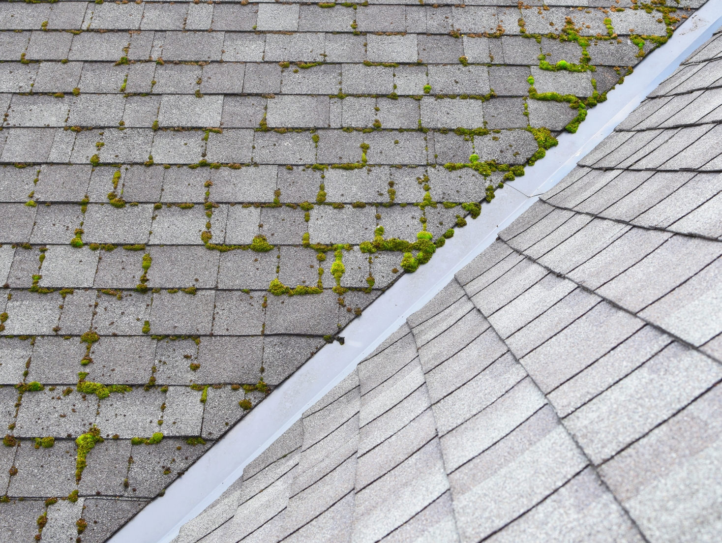 Photo of green moss growing out from between the gray shingles of a roof.
