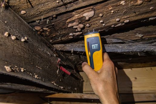 A closeup view of a digital moisture detector showing damp in rotting timber floor planks and beams, showing 17.5 percent with visible lignicolous fungi.