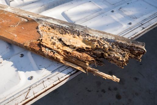 wood rot
